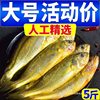[Active] Wild Small Yellow Croaker, Fresh Sea-Caught Frozen Large and Small Yellow Croaker, Deep-Sea Fish, Fresh Seafood and Aquatic Products