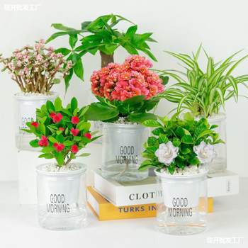 Green Plants, Potted Florals, Easy to Grow Indoors, Office Asparagus, Gardenia, Asparagus, Hydroponic Small Plants, Succulents