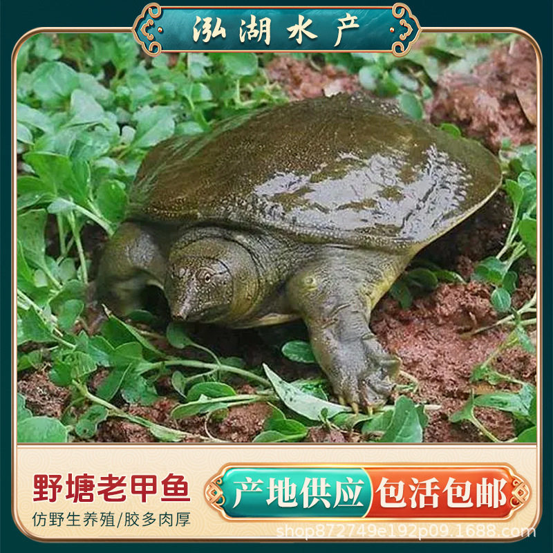 Wild-Raised Soft-Shell Turtle Soup Ingredients for over Four Years Old, Fresh and Nutritious