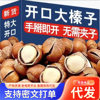 Big Hazelnut Northeast Specialty Tieling New Products No Add Fresh Original Fried Open Hazelnut Pregnant Women Snack Nuts