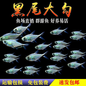 Black-Tailed Big Hook Black-Tailed Flag Fish Grass Tank Fish Group Swimming Good Fish Ornamental Freshwater Tropical Fish Live Package