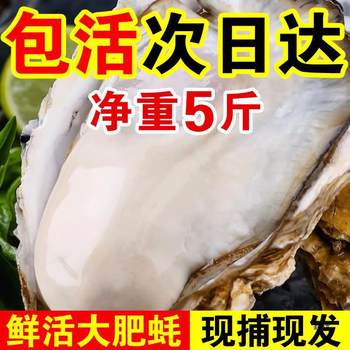 Live Fresh Rushan Oysters, Fresh Oysters, Extra Large Meat Sea Oysters 2.5kg Sashimi Ready-To-Eat Seafood Aquatic Products