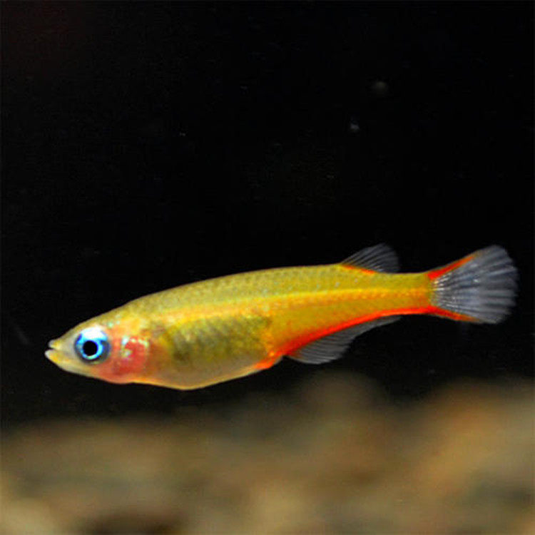Colorful paddy fish live lamp fish small fish freshwater water tank killifish fish farm direct tropical ornamental fish