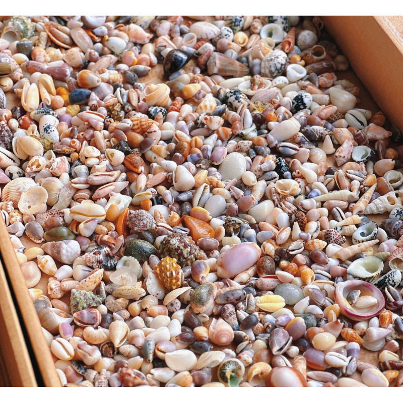 Natural Real Shell Conch Mini Shell Decoration Handmade Shell Photo Frame Storage Box Fish Tank Landscaping