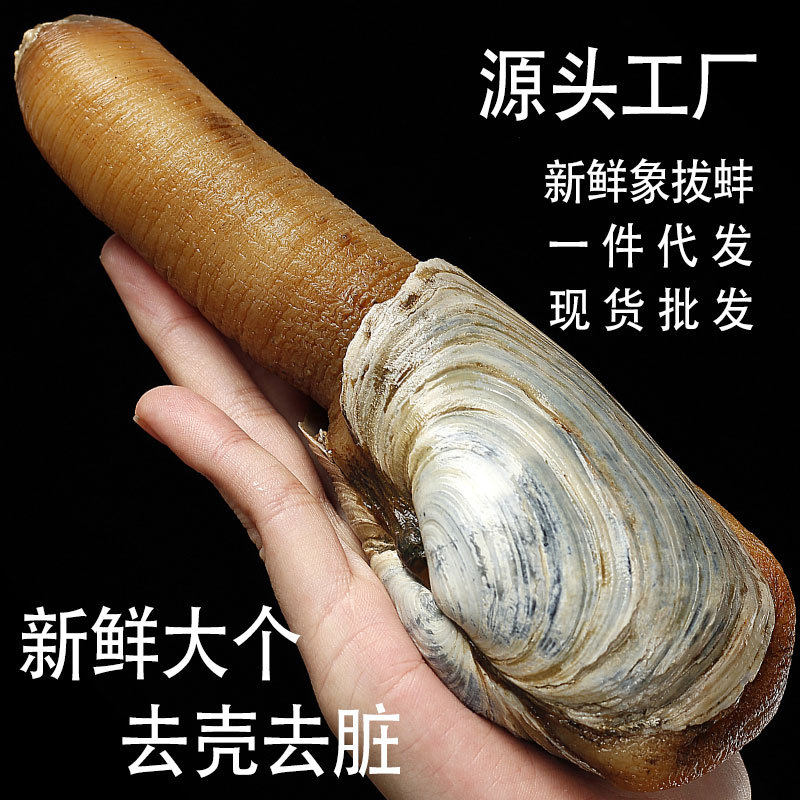 Wholesale Fresh Deep-Sea Scallops, Shelled and Cleaned, Pure Meat for Sashimi, White Ivory Scallops for Commercial Use, Dropshipping