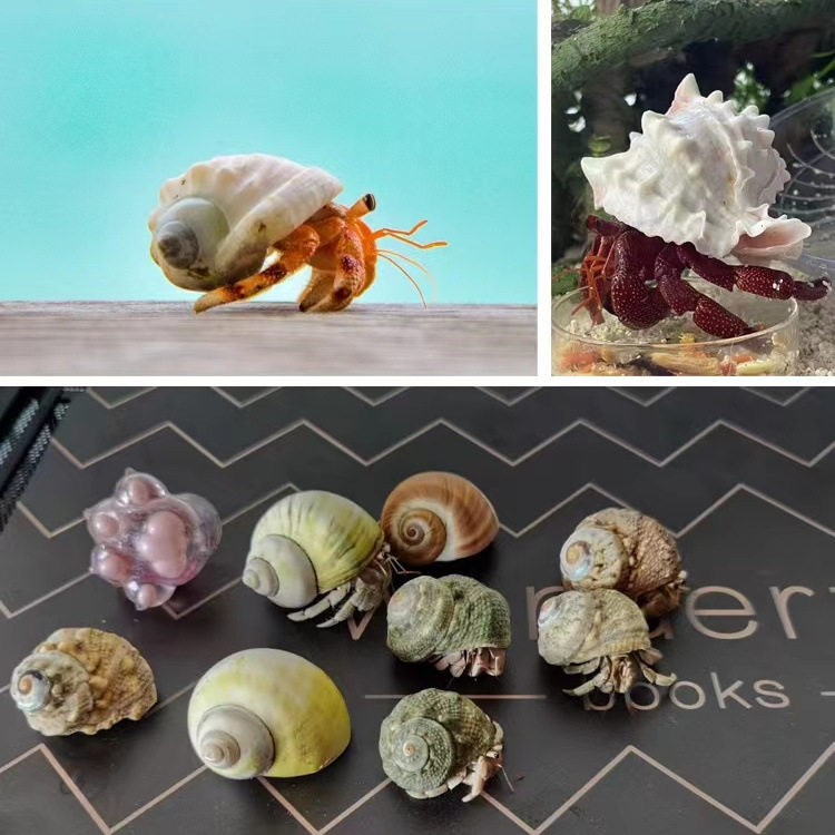 Special Replacement Conch Shell for Hermit Crabs, Natural Conch Landscaping Decoration, Spare Shell for Fish, Fish Tank Shell Ornaments