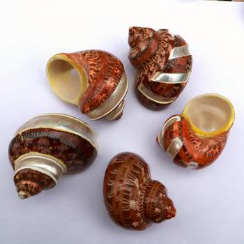 Ancient Snail Natural Conch Shell Fish Tank Landscape Decoration Cat's Eye Salamander Snail Shell Fish Hermit Crab Spare Replacement Shell
