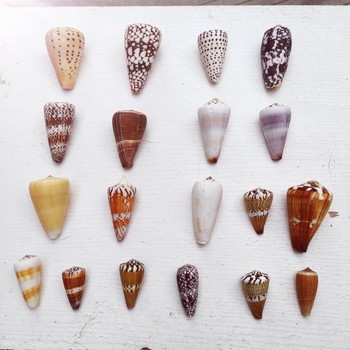 Natural Conch Shells, Rare Conch Specimens, Photo Frames, DIY Handmade Materials, Fish Tank Landscaping Floor Decoration