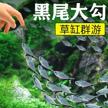 Black-Tailed Goby Wholesale Small Tropical Fish Ornamental Fish Live Black-Tailed Fin Grass Tank Shanghai Fishery Aquarium