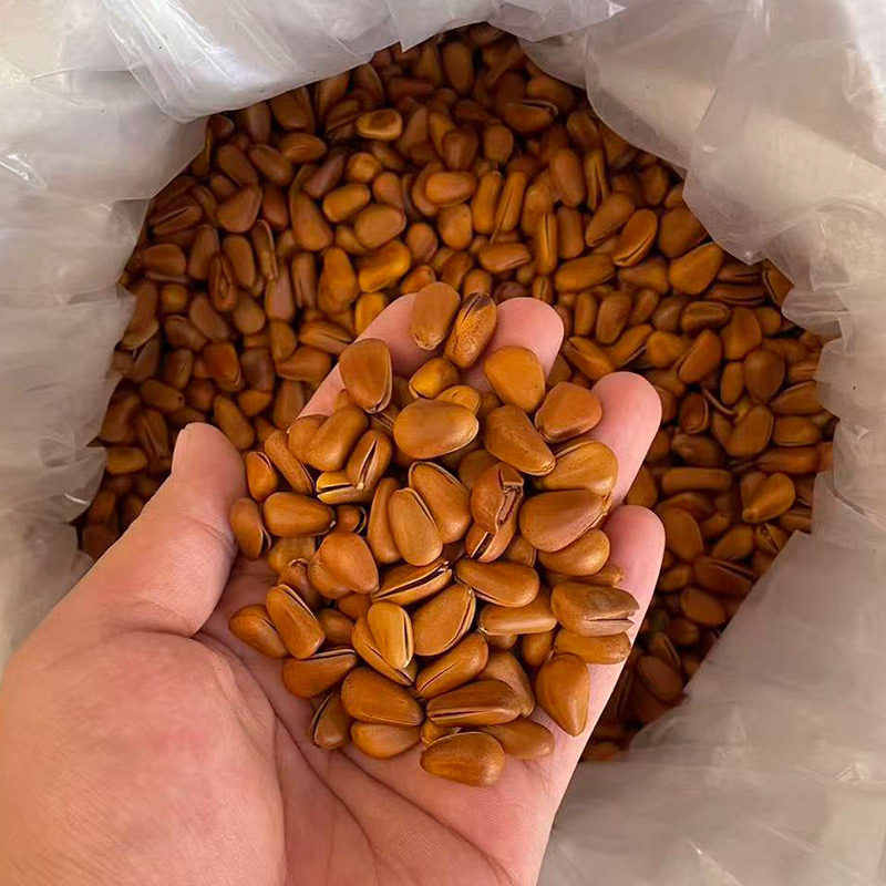 Fresh Northeastern Pine Nuts from the Manufacturer, Ready-To-Eat, Large Kernels, Hand-Peeled, Snacks, Nuts, Roasted Seeds and Nuts, Bulk Packaging