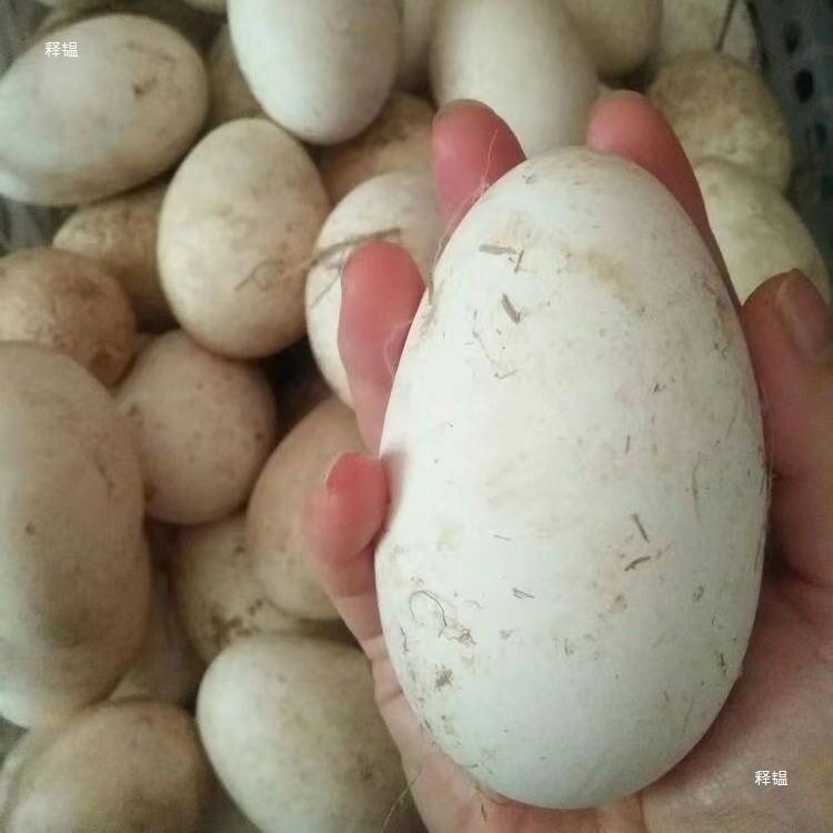 Extra Large Double Yellow Goose Eggs, Fresh Farm-Raised Free-Range Goose Eggs, Broken Eggs for Pregnant Women, Wholesale, Whole Box, Free Shipping