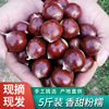 2025 Fujian Jian'Ou Specialty Fresh Chestnuts, Raw Chestnuts, Fresh Oil Chestnuts, High Mountain Farm Freshly Picked Hazelnuts, Sugar-Fried Chestnuts