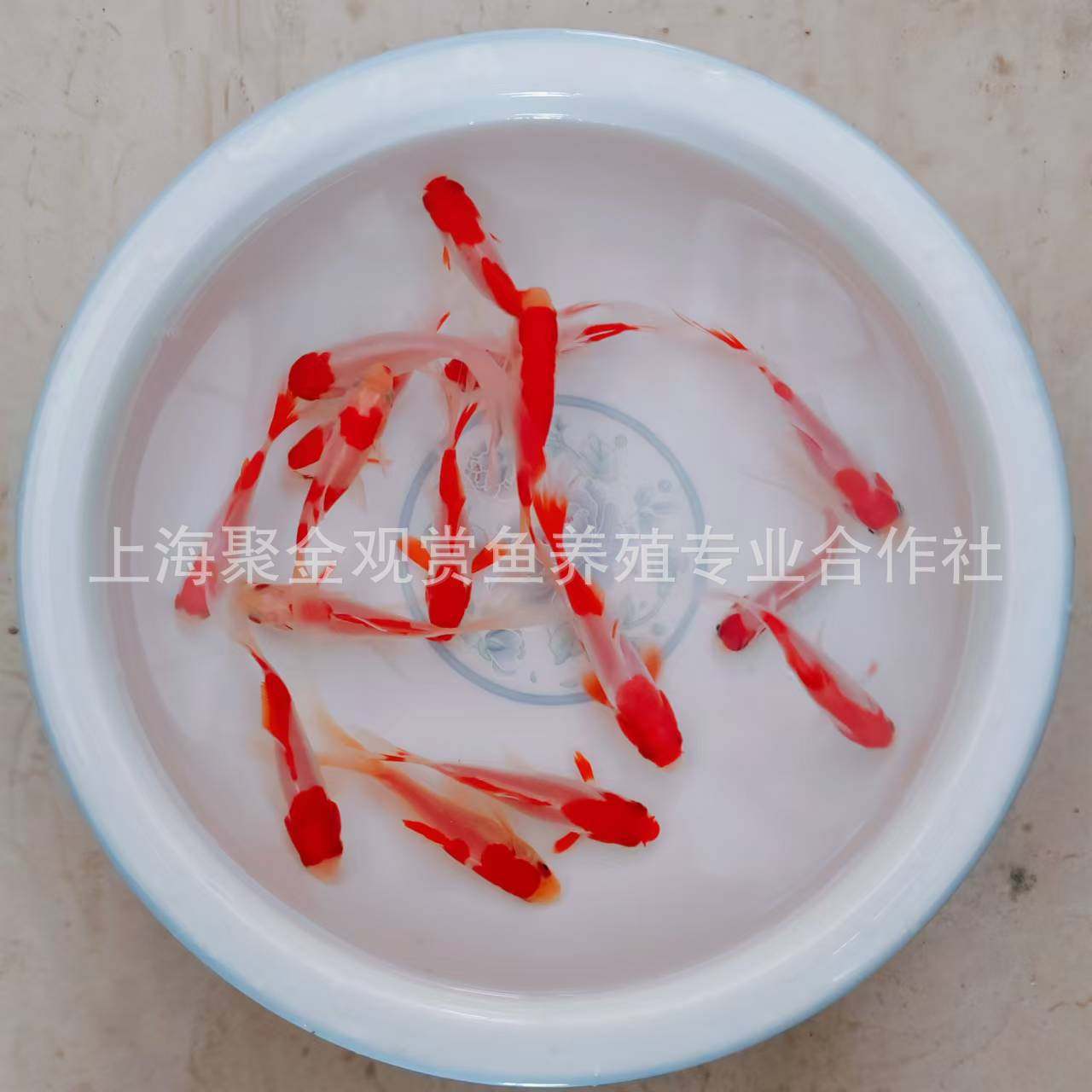 Live Goldfish, Healthy Goldfish, Ornamental Fish, Live Grass Goldfish, Wholesale Live Fish for Stalls, Small Red Grass Fish for Feng Shui