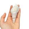 Short Nose Martin Snail Natural Shell Conch Fish Tank Aquarium Landscape Decoration Specimen Collection Handicraft Making
