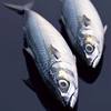 Mackerel, Bluefish, Fresh Frozen Mackerel, Bluefish, Sea Bass, Small Mackerel, Sea Perch, Mackerel