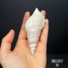 Short Nose Martin Snail Natural Shell Conch Fish Tank Aquarium Landscape Decoration Specimen Collection Handicraft Making