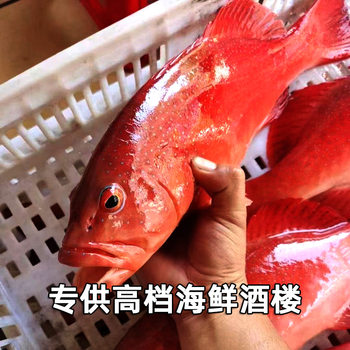 Deep Sea East Star Spot Chilled Hainan Fresh Raw Frozen Red Spot Red Star Spot Grouper Restaurant Direct Supply