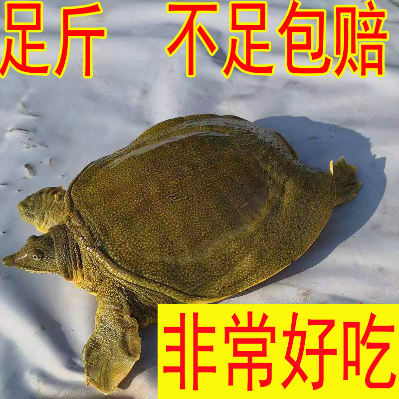 Fresh Live Green-Yellow Male Turtle for Consumption, Chinese Pond Turtle, Reservoir
