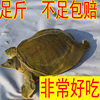 Fresh Live Green-Yellow Male Turtle for Consumption, Chinese Pond Turtle, Reservoir