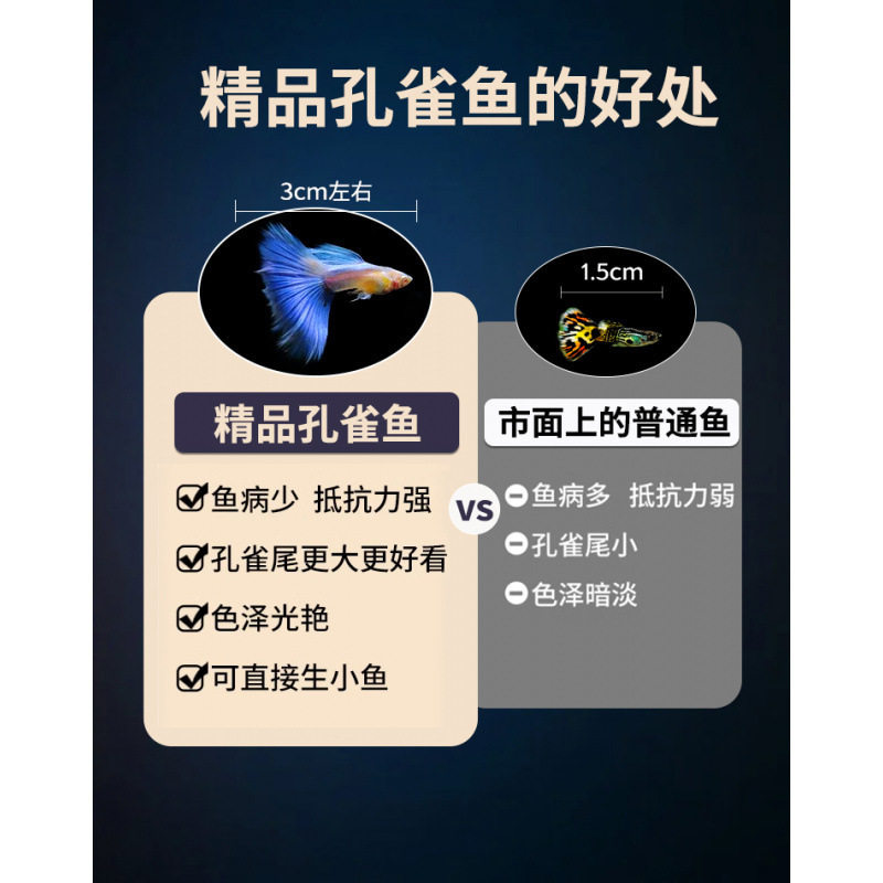 Guppy Fish Boutique Small Fish Tank Ornamental Fish Easy to Raise and Durable Tropical Fish Live Fish Sky Blue Small Fry