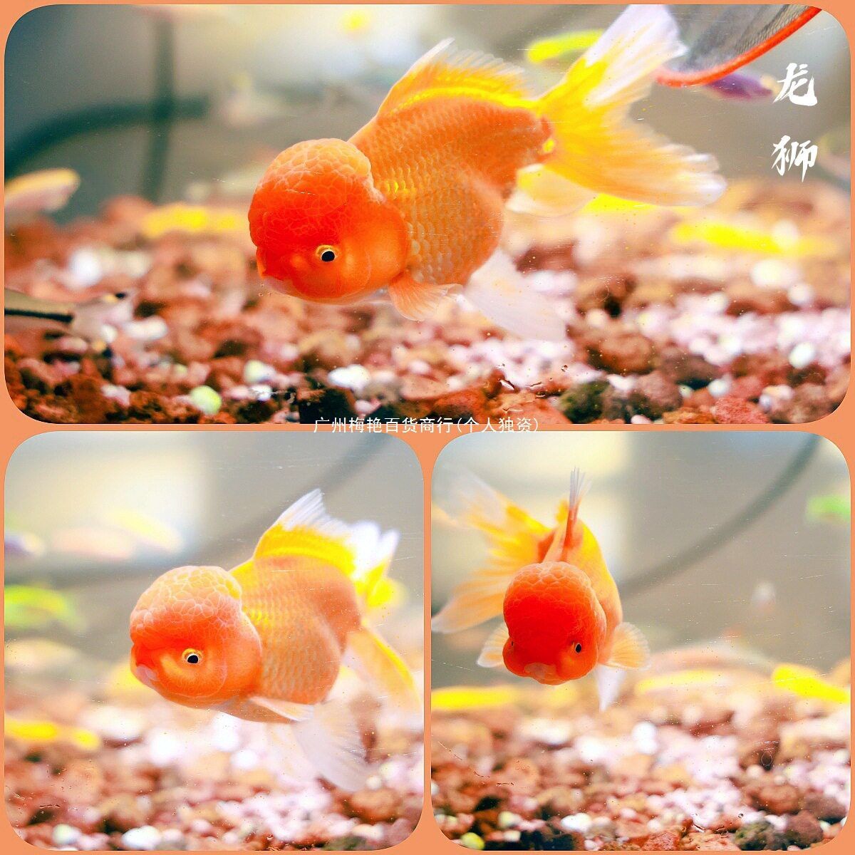 Pet Miao Thai Lion Small Freshwater Hardy Fish Cold Water Fish Ornamental Fish Goldfish Ornamental Fish Koi Lan Shou