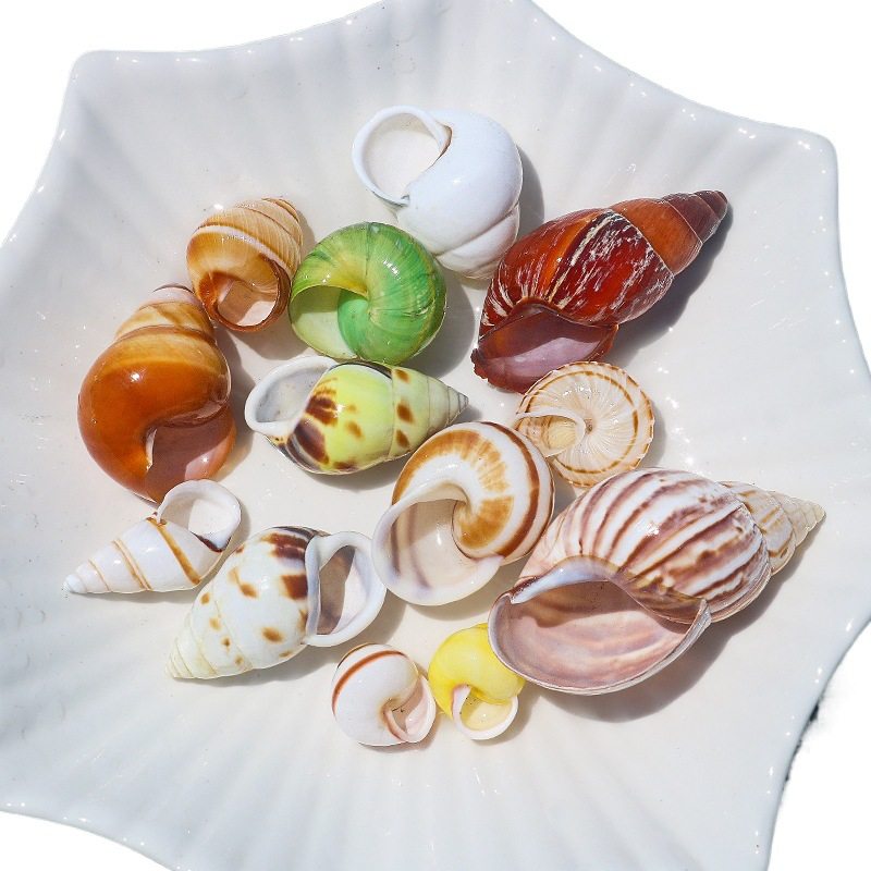 Natural Shell Conch Starfish Hermit Crab Replacement Shell Handmade DIY Shell Photo Frame Fish Tank Landscaping Large Conch Shell