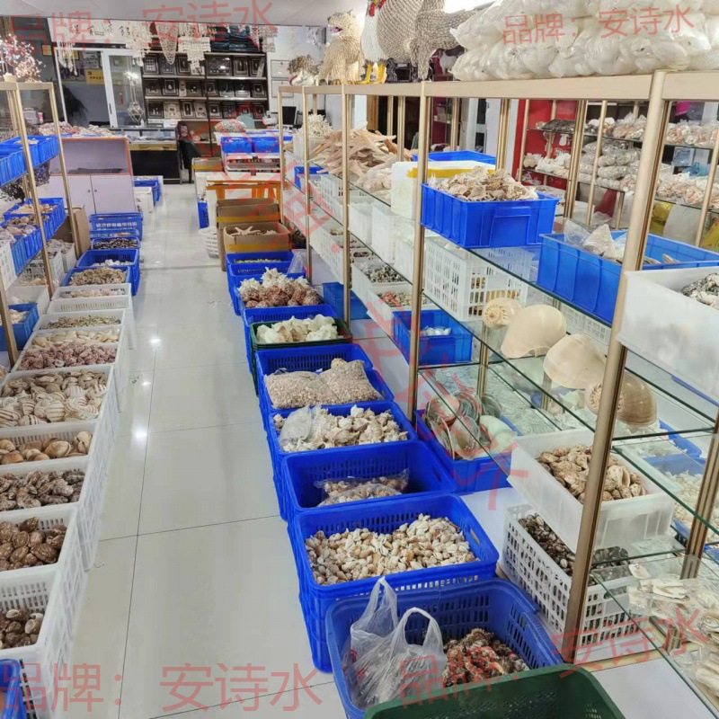 Micro-Landscape Wholesale Conch Shells, Mediterranean Accessories, Various Materials, Drift Bottles, Decorative Fish Tank Landscaping by the Pound
