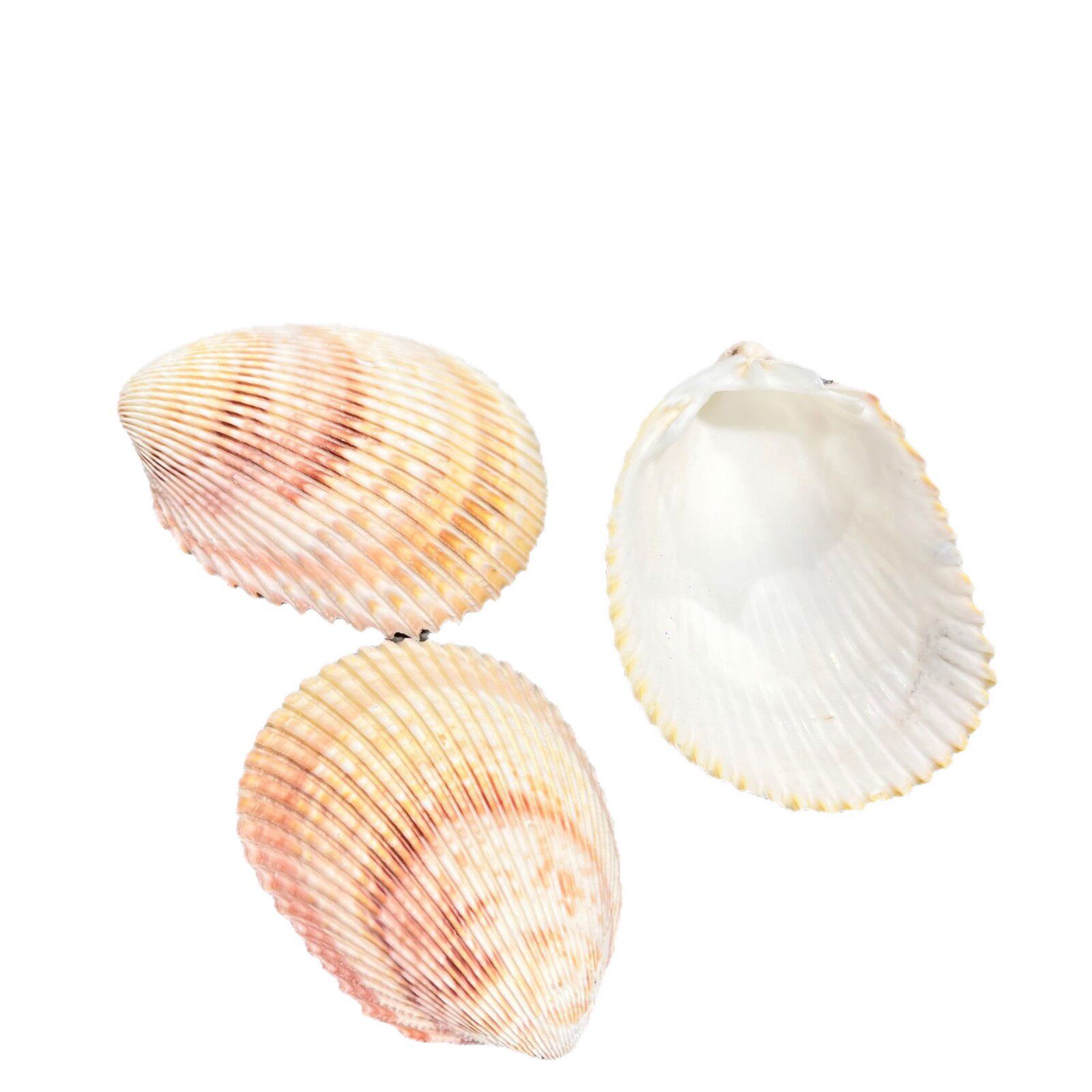 Shells Natural Shells Conch Wholesale Starfish Drift Bottle Shell Crafts DIY Handmade Shell Materials