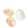 Shells Natural Shells Conch Wholesale Starfish Drift Bottle Shell Crafts DIY Handmade Shell Materials