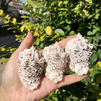 Natural Shell Conch Dragon Head Snail Horn Rock Phoenix Snail Fish Tank Aquarium Landscape Decorations Home Crafts Ornaments