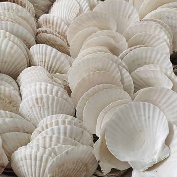 Bbq Scallops White Large Scallop Shells Wholesale Steamed Hawaiian Half Shell Large White Garlic Vermicelli