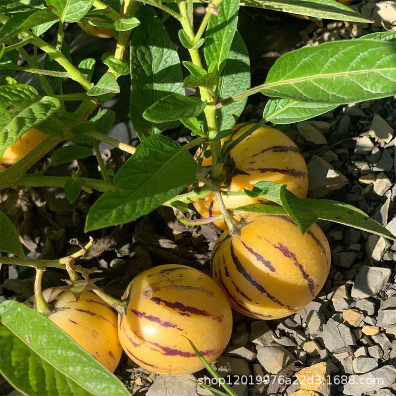 [Crab Crab] Yunnan Shilin Ginseng Fruit 2.5kg Whole Box Fresh Yellow Heart Round Fruit Pregnant Women Fruit 10 Wholesale