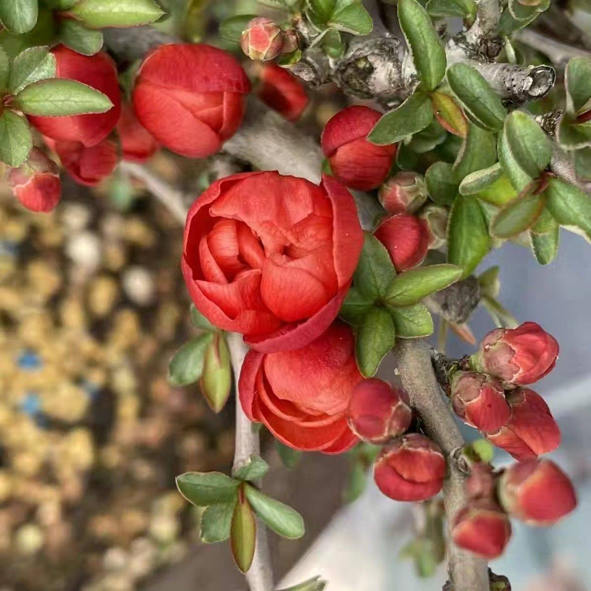 Begonia Bonsai Blooming in All Seasons, Balcony Florals, Indoor and Outdoor Potted Florals, Easy to Grow and Live, Internet Celebrity Manufacturers Wholesale Cross-Border