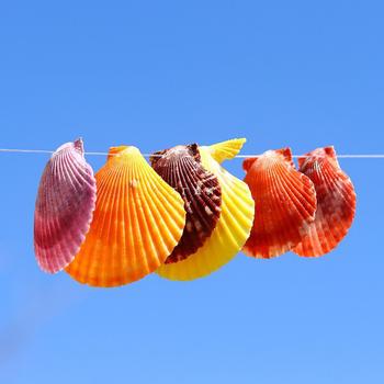 Natural Conch Colorful Shells Various Perforated Conch Perforated Shells Creative Handmade DIY Accessories Perforated Beads