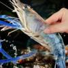 Fresh Frozen Large Prawns, Giant Prawns, Super Large Seafood, Aquatic Fresh Shrimp