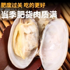 Fresh Extra-Large Clam Meat Jerky, Frozen Sand-Free Clam Meat, Fresh Ready-To-Eat Clam Meat, Clam Meat Without Ice Coating, Commercial