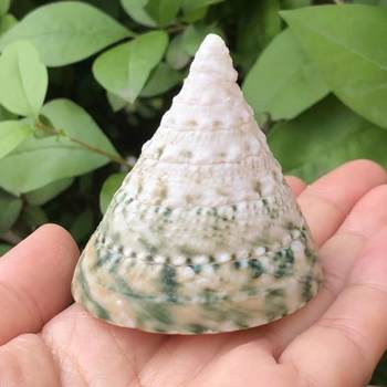 Green Conch Cat's Eye Conch Green Conch Natural Shell Sea Snail Aquarium Landscaping Conch Fish Hermit Crab Shell Specimen Conch