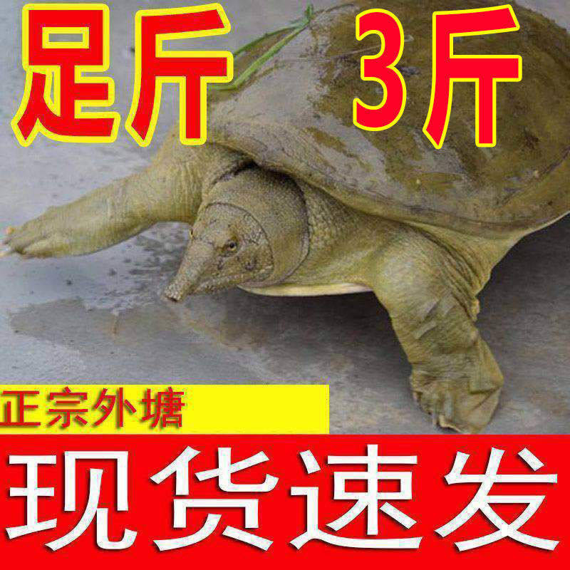 Fresh and Live Soft-Shell Turtles from Outdoor Ponds, Small Turtle Hatchlings, Male and Female Chinese Soft-Shell Turtles, Aquatic Turtles, Specialty Breeding Origin, Aliexpress