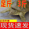Fresh and Live Soft-Shell Turtles from Outdoor Ponds, Small Turtle Hatchlings, Male and Female Chinese Soft-Shell Turtles, Aquatic Turtles, Specialty Breeding Origin, Aliexpress