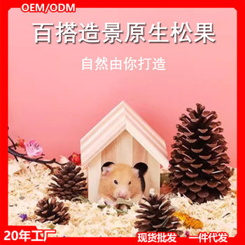 Hamster Chew Snacks Natural Pine Nuts Pine Cones Squirrel Small Pet Golden Hamster Cage Decoration Grass Seeds