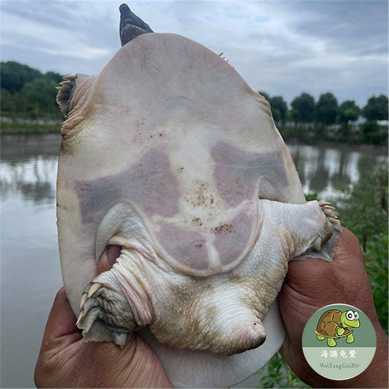 [Hongjiatan Ecological Turtle] Fresh Turtle Ecologically Grown in the Wild Chinese Turtle in the Outer Pond Is Locally Eaten Alive