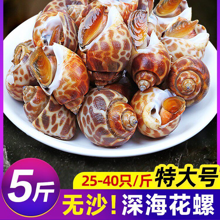 Fresh Live Conch, Extra-Large Seafood, Fresh Frozen Dongfeng Conch, Extra-Large Flower Snail Shellfish