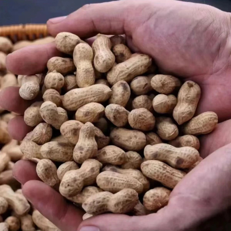 Firewood Fried Peanuts in a Large Rural Iron Pot, Original Flavor, Small Peanuts with Shells