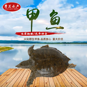 Wild Turtle Base Wholesale Fresh Seedlings Live Cultured Chinese Turtle Seedlings Water Fish King Eight Seedlings Fresh Turtle