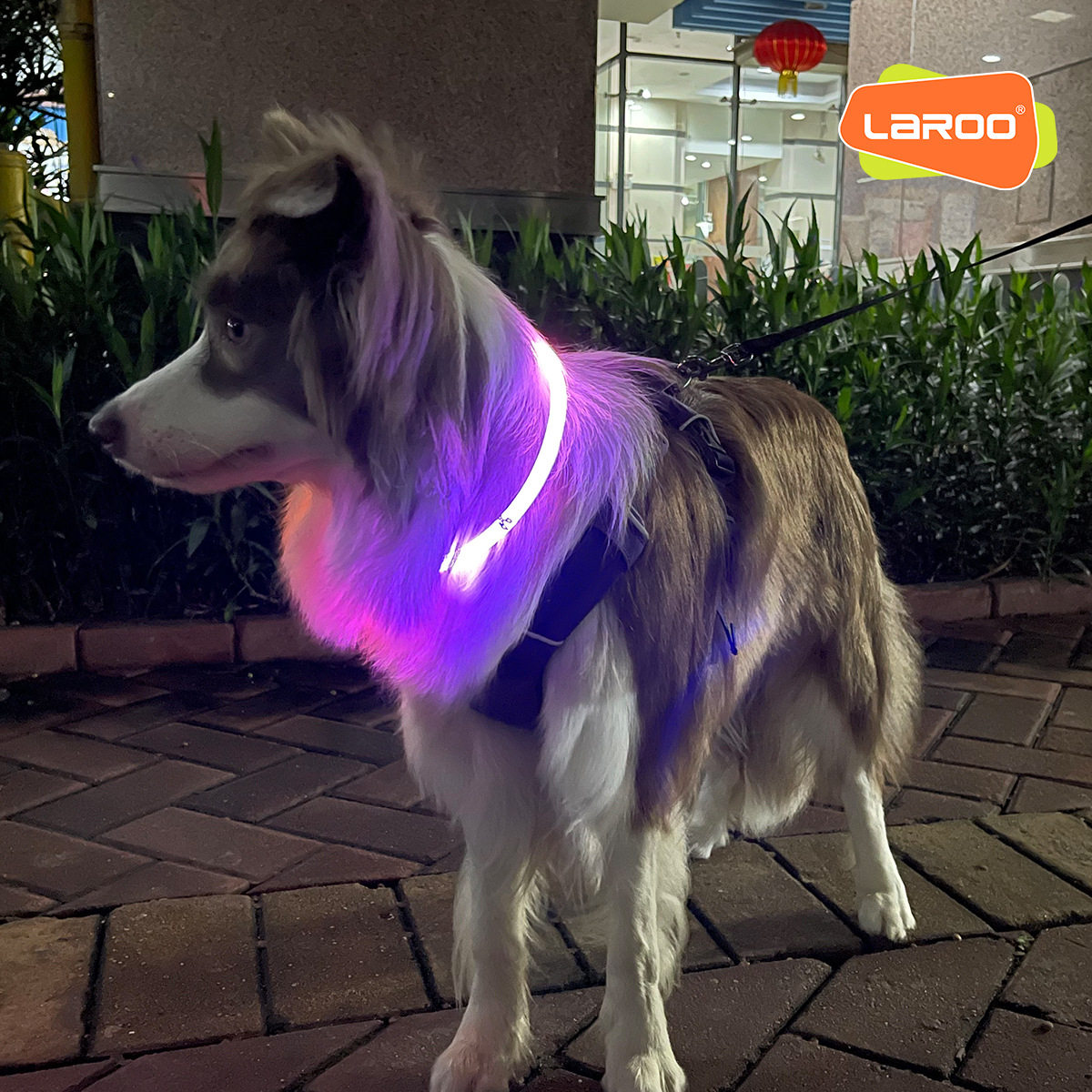 LaRoo Leno F series two-color hair aperture charging full light night walking dog anti-lost safety luminous collar