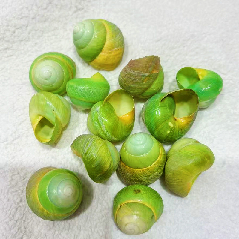Factory direct supply of green and yellow apple snail shell conch hermit crab replacement shell aquarium fish decorative specimen shell