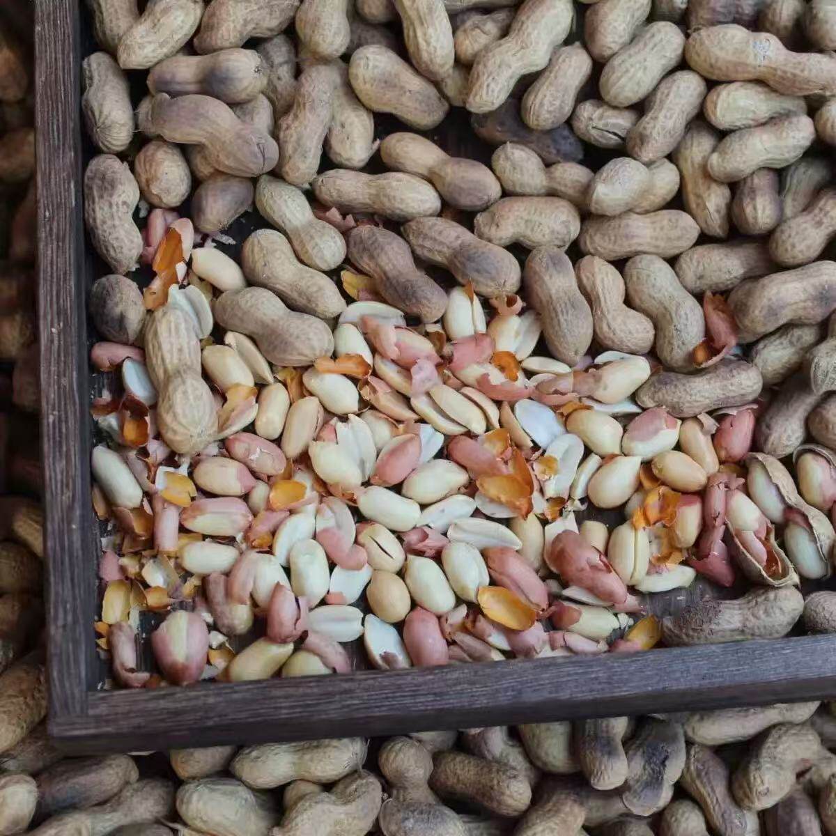 Wholesale Roasted Peanuts in Shells, Original Flavor, Popular Snacks for the New Year, Firewood Roasted Peanuts