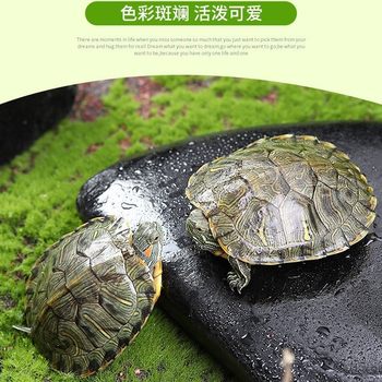 Live Turtle, Brazilian Turtle, Small Turtle, Live Ornamental Pet Turtle, Large Turtle, Water Turtle, Red-Eared Turtle, Live Couple Turtle