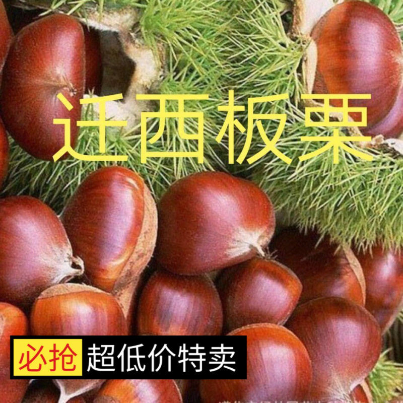 Authentic Raw Chestnuts from Qianxi, Authentic Yanshan Wild Oil Chestnuts, Fresh Shelled Raw Chestnuts for Weddings