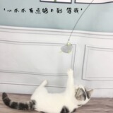 Xingzhi Cat factory прямые продажи оптовая продажа котенка funny cat stick креативная мультяшная игрушка для домашних животных Angry Birds, устойчивая к укусам